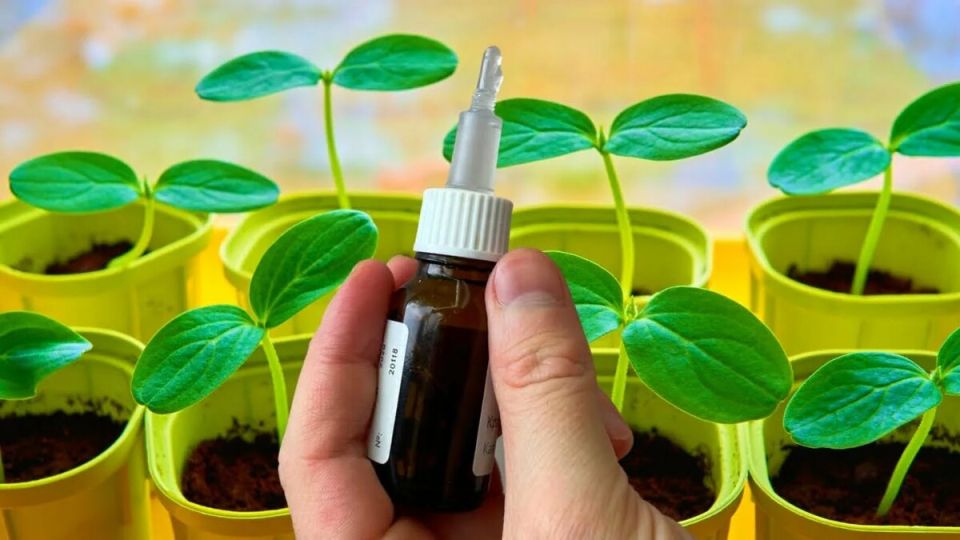 ��������� ������ ��� ������� �������: ��� ���� �������� ����� �������� ��