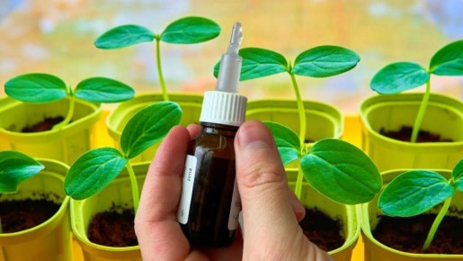 ��������� ������ ��� ������� �������: ��� ���� �������� ����� �������� ��