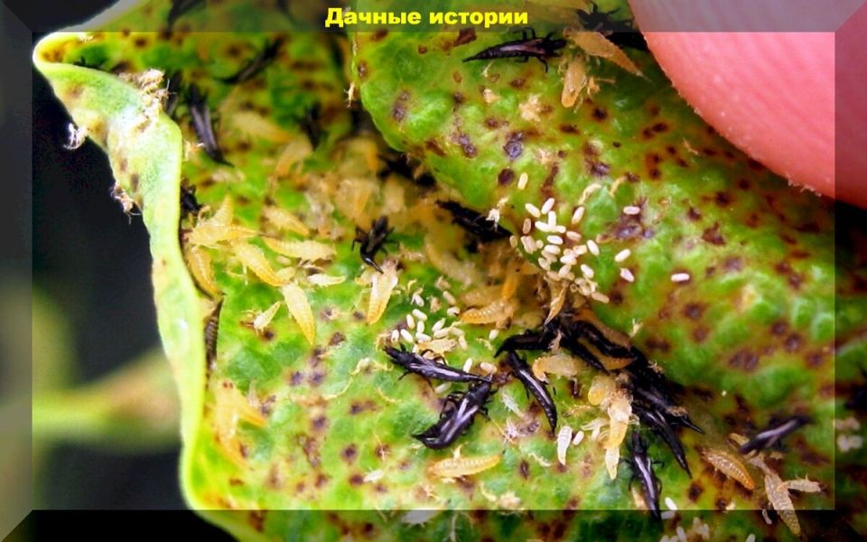 ������: ��� �������� ������� �������� �� �������� ���������