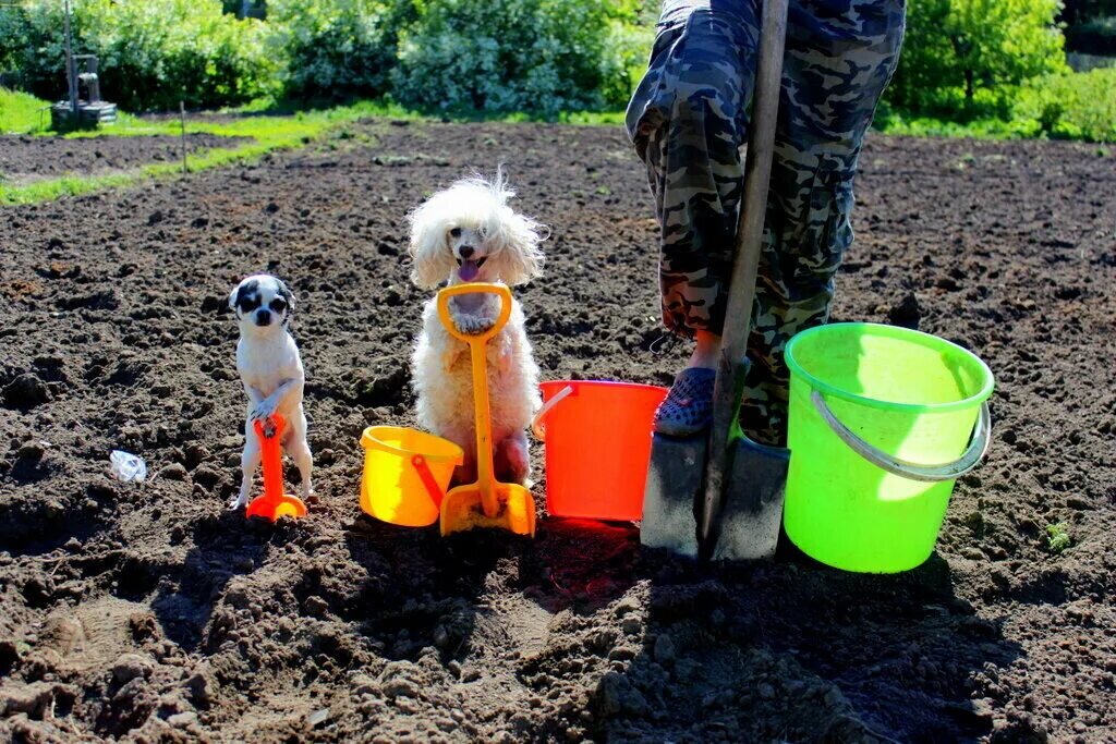 Не дольше трех часов: как огородничество влияет на здоровье