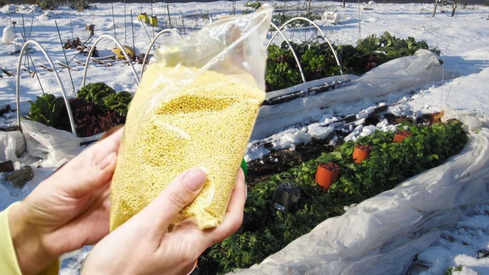 ��� ������� ����� ����� ������ ���� ������