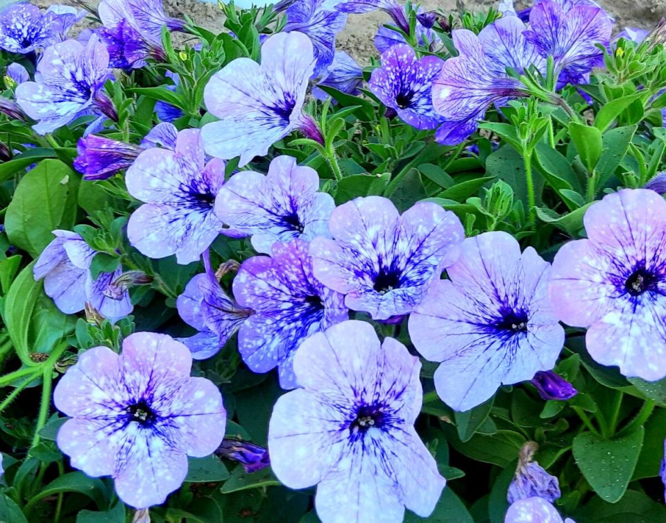 Петуния Лавендер Скай: как один цветок изменил сад