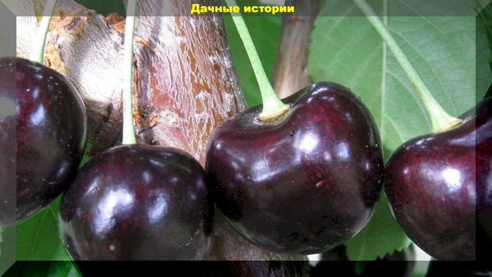 Как успешно вырастить черешню в средней полосе и на севере
