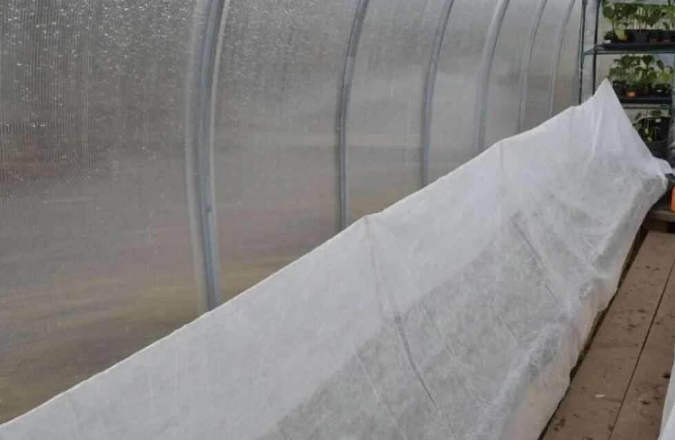 Как защитить растения от весенних заморозков: советы садоводов