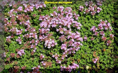 Почвопокровные растения: идеальная альтернатива газону для вашего участка