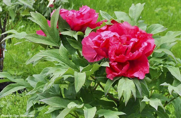 ��� ��������� �������� ����������� ����� ������: ������� � ������