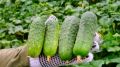 Как вырастить идеальные огурцы: секреты раннеспелых сортов и натуральных удобрений