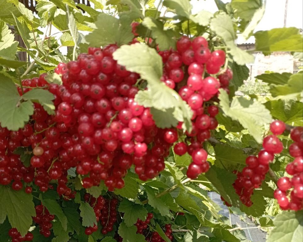 Как правильно выбрать сорт плодово-ягодных культур для вашего участка