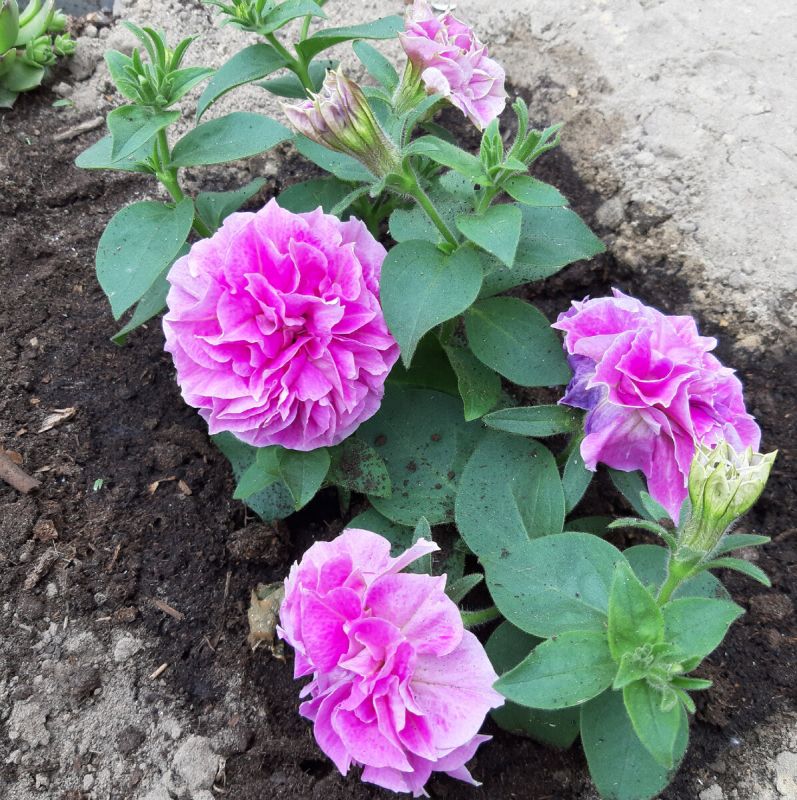 ������� ������� ����: ��������� ������� ��� ������ ����