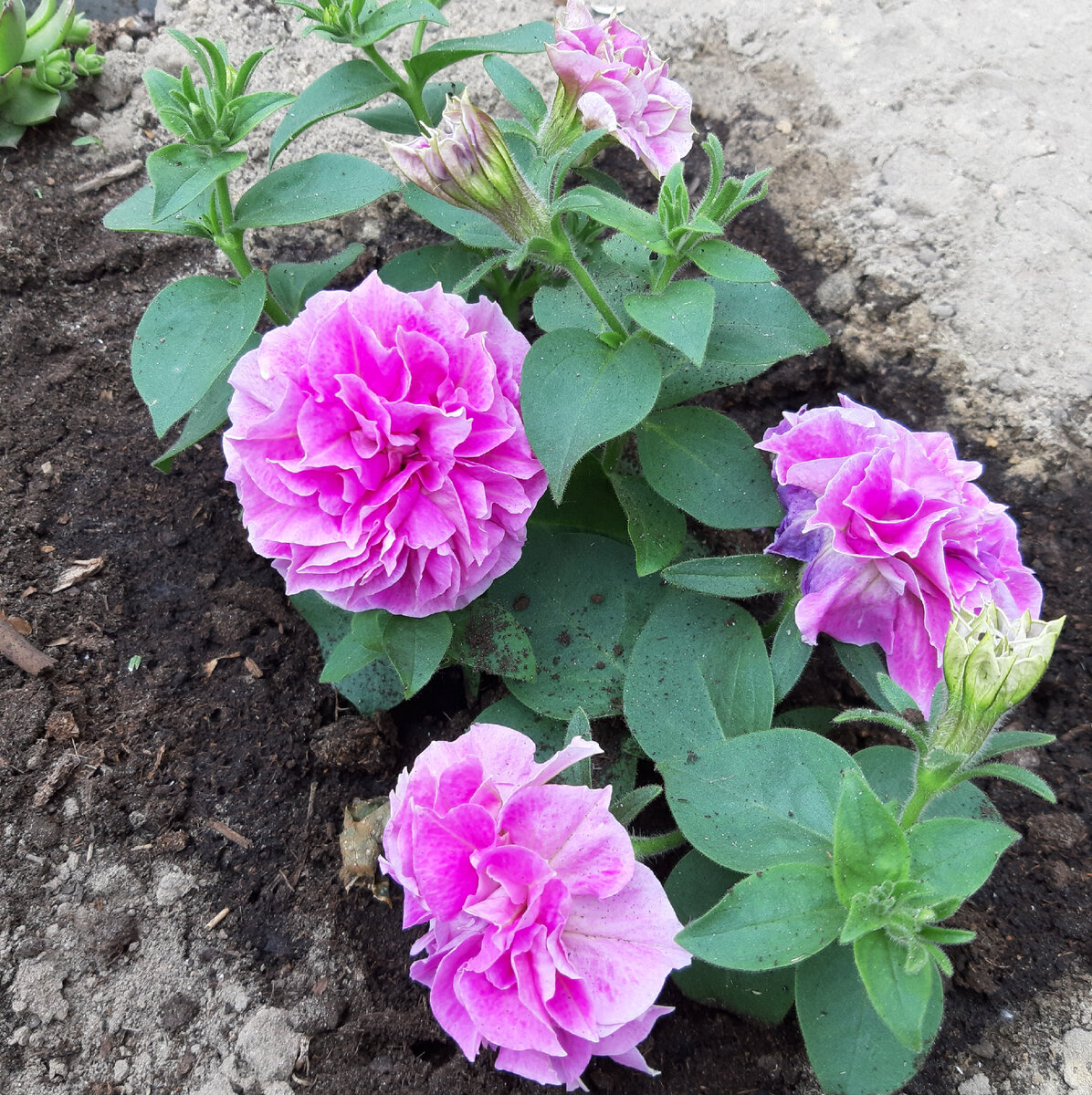 Петуния Оригами Пинк: Цветочный Феномен для Вашего Сада