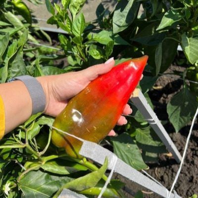 ����� ����: ��������� ����� ��� ��������� ����� ������ � �������� ���������