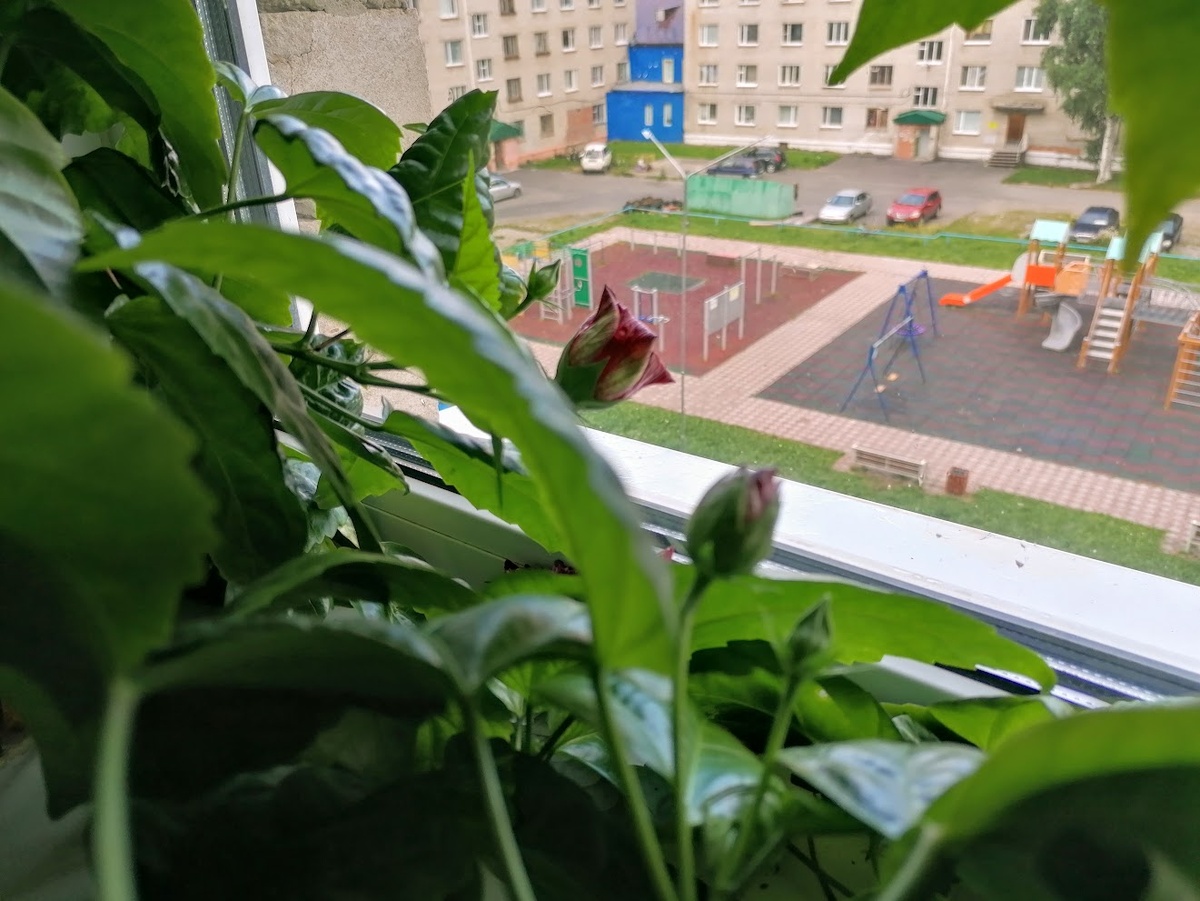 Цветочные чудеса весны: как гибискус радует своим цветением