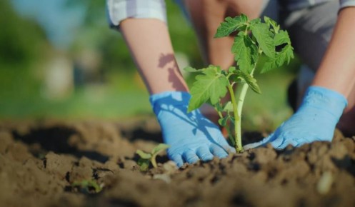 Секреты успешной посадки томатов: что важно знать