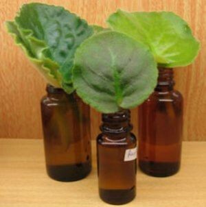 Как размножить фиалку из листа: секреты домашних экспериментов с цветами