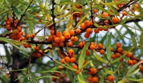 ��� ���������� ��������: ������� ������ ��� ������ ����