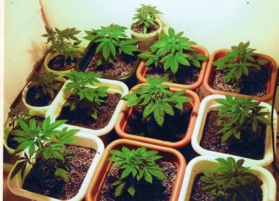 Как вернуть к жизни старую почву: простые и эффективные методы