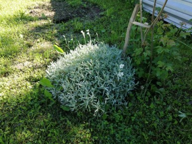 Уход за садом: какие цветы не требуют обрезки на зиму и как побороть слизней