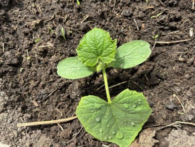 Как сохранить урожай в мае — советы для дачников