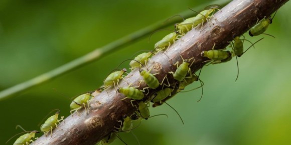 Как избавиться от тли на даче за один день: узнаем секреты экологии