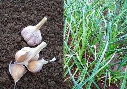 Как правильно посадить чеснок: 5 ключевых советов для успешного урожая