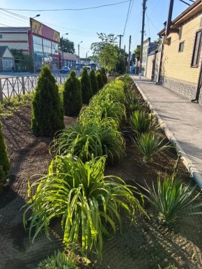 Живые изгороди: новые горизонты для вашего сада