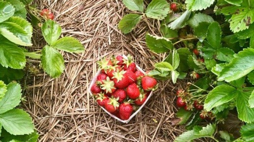 Клубника: секреты ухода, которые нельзя игнорировать