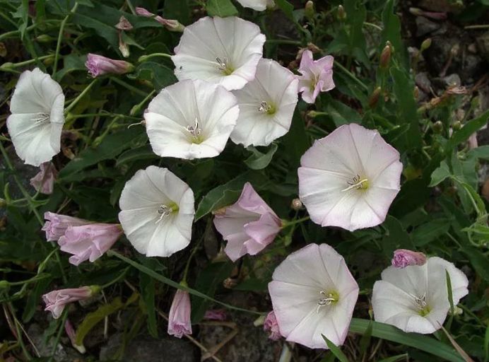 ��� ������ �������� ������� �������� ������ �������