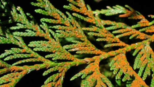 ��� �������� � ���������� ������� ������� ��������