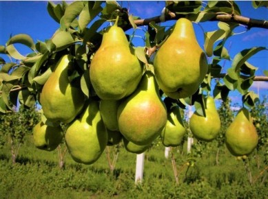 Разочарование в саду: как пересортировка семян нарушила мечты о груше