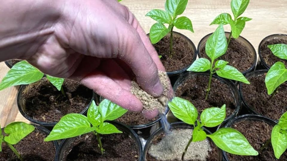 ��� ������ �� ���� ������� �����: ������� ��������� � �� �����������