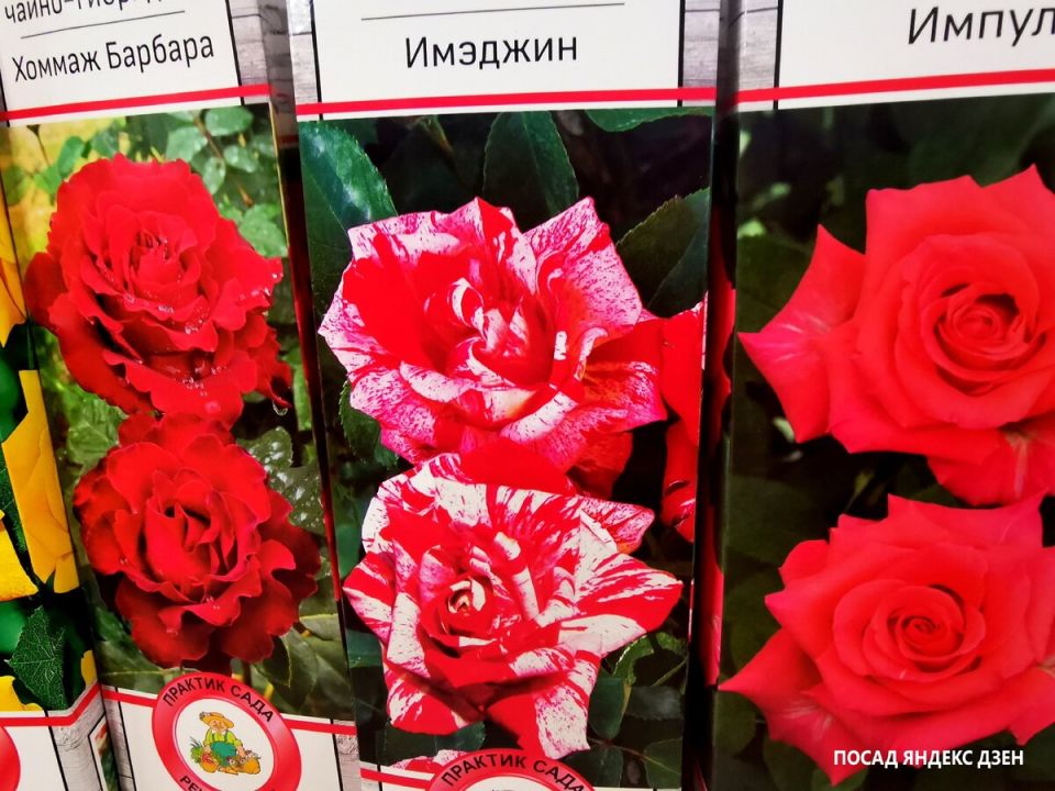 ������ ����� � ������� ������� ���� ��������� ��������� ������������