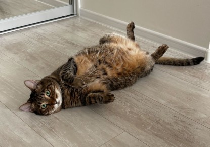 Как эффективно устранить запах, оставленный котом