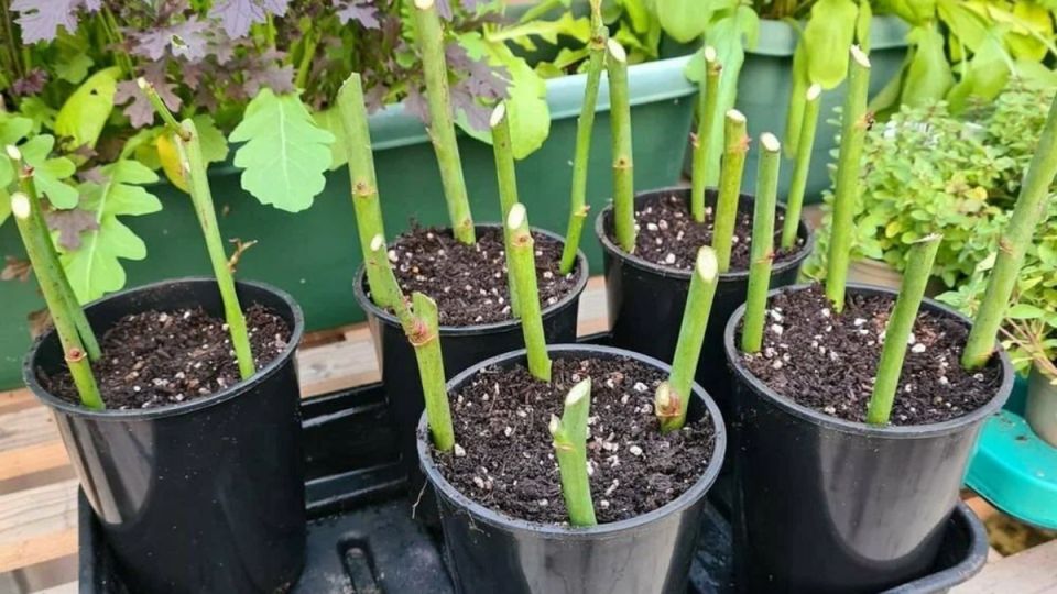 �������� ������� ����������: ��� ����������� ������� ��� ��������� �����