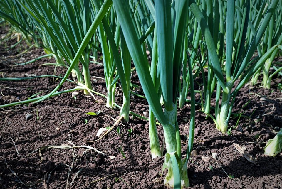 ����: ����� ��� ������ ��������� ����