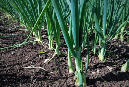 Июль: время для важной подкормки лука