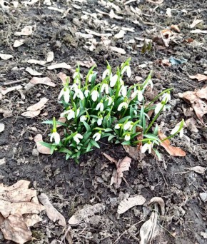 Фото Т. Шеходановой. В тебе цветёт то, что ты поливаешь