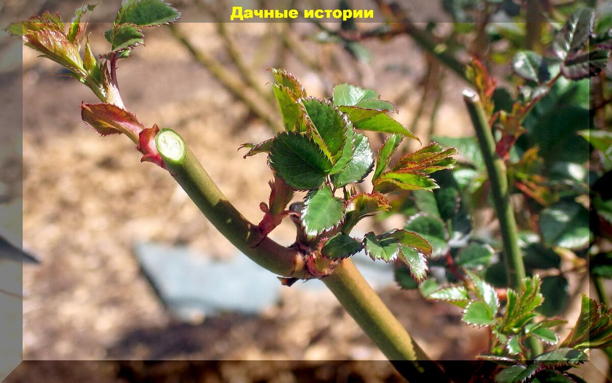 Как ухаживать за цветами и кустарниками в мае: советы для садоводов