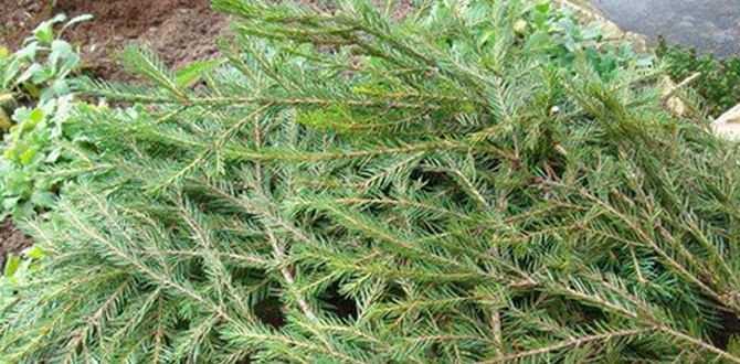 ��� �������� ���� �������� �� ������ �������: �������� ������