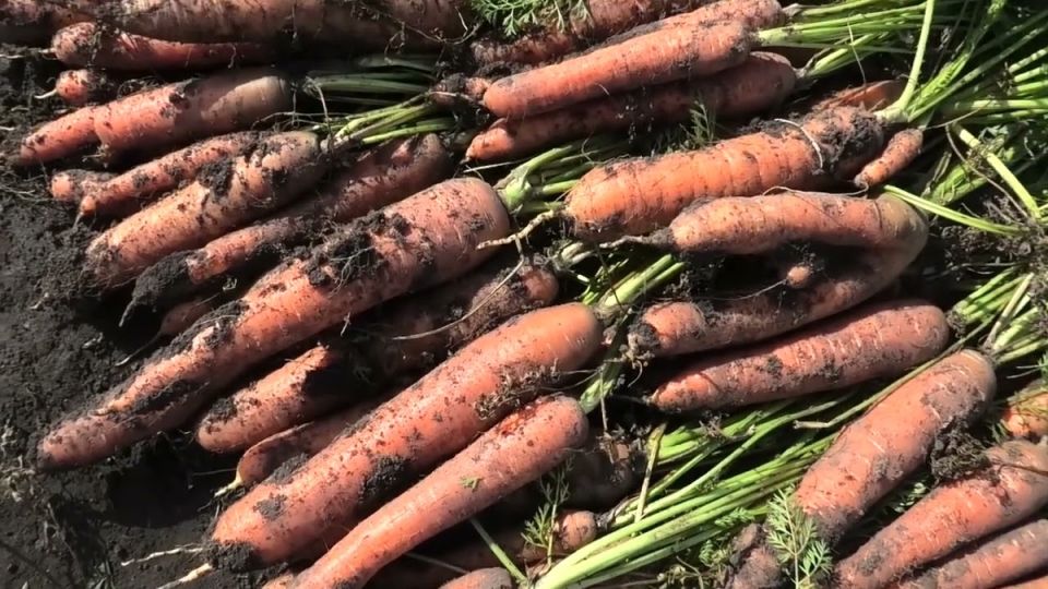 Как защитить морковный урожай: секреты успешного роста и защиты от вредителей
