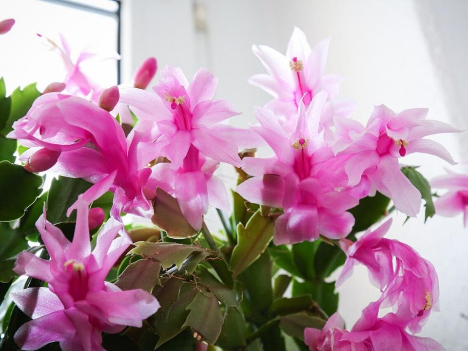 ��� �������� ������������� �������� �����������: �������� ������