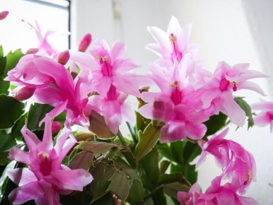 ��� �������� ������������� �������� �����������: �������� ������