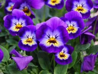 На клумбах Владикавказа впервые высадили виолы