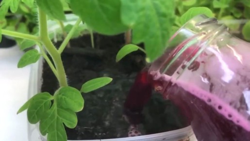 ������ ������� �������: ��� ������ ���������� �������� � ��������� ��������