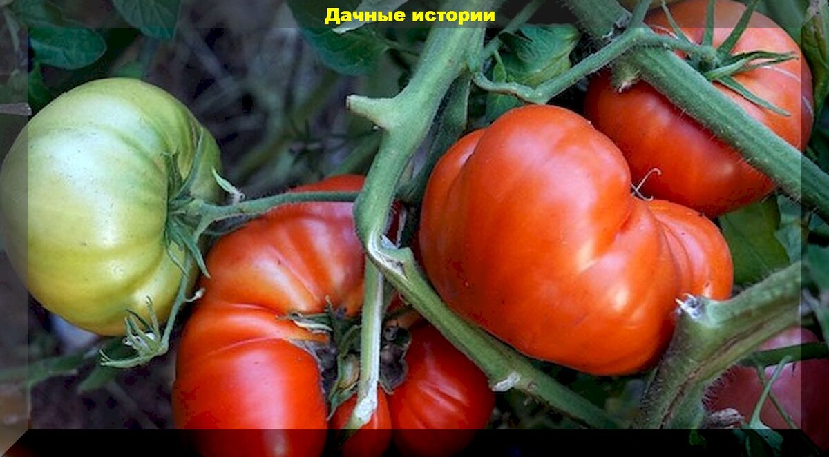 Уникальные сорта томатов для настоящих гурманов