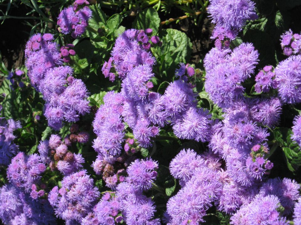 �����, � ������� ������� ������ �������: ����������� ��� �����