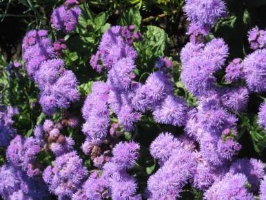 �����, � ������� ������� ������ �������: ����������� ��� �����