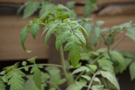 ������� ������: ��� ��������� �������� ������� ������� ����