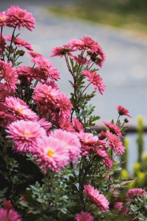 ������ ����, �����������!. ���� ������� ��� ���!