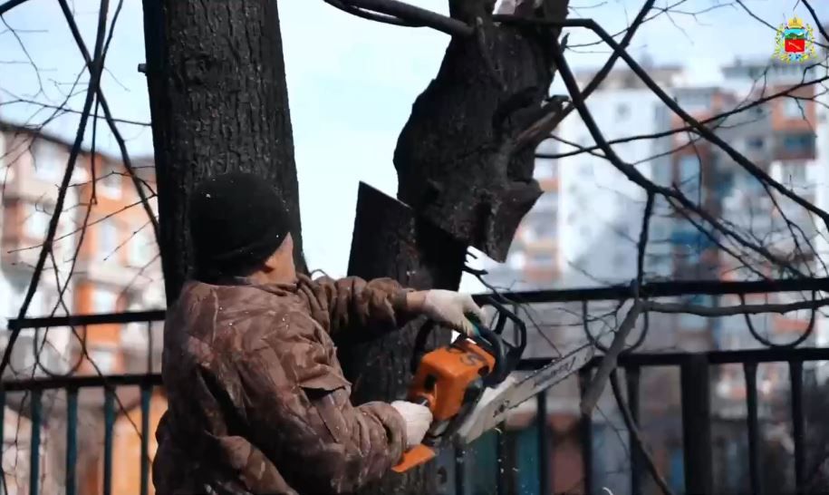 С начала года во Владикавказе произвели санитарную обрезку более 500 деревьев