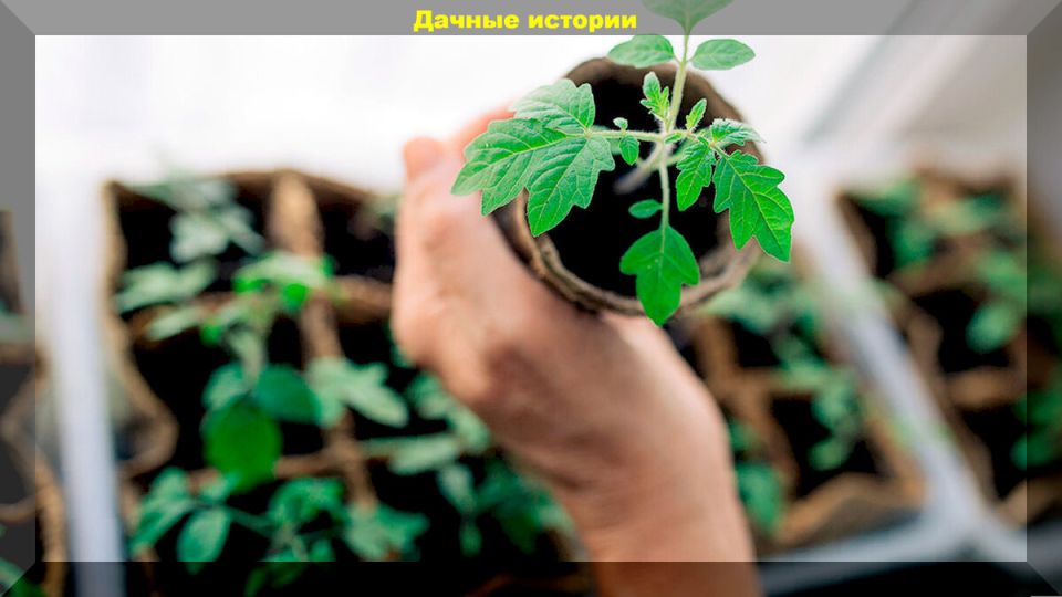 Как избежать ошибок при выращивании рассады: советы для начинающих дачников